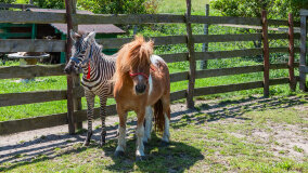 Mazurskie Mini Zoo w Kąpie - zdjęcie 28