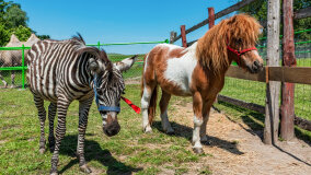 Mazurskie Mini Zoo w Kąpie - zdjęcie 27