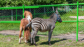 Mazurskie Mini Zoo w Kąpie - zdjęcie 26