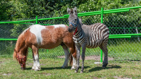 Mazurskie Mini Zoo w Kąpie - zdjęcie 25