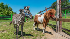 Mazurskie Mini Zoo w Kąpie - zdjęcie 24