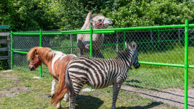Mazurskie Mini Zoo w Kąpie - zdjęcie 23