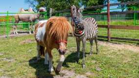 Mazurskie Mini Zoo w Kąpie - zdjęcie 22