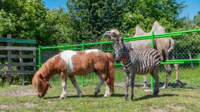 Mazurskie Mini Zoo w Kąpie - zdjęcie 21