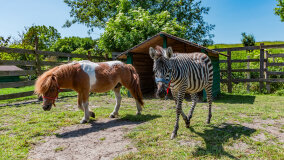 Mazurskie Mini Zoo w Kąpie - zdjęcie 20