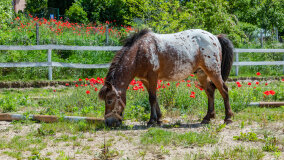 Mazurskie Mini Zoo w Kąpie - zdjęcie 19