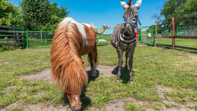 Mazurskie Mini Zoo w Kąpie - zdjęcie 18