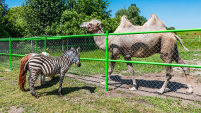 Mazurskie Mini Zoo w Kąpie - zdjęcie 17