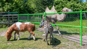 Mazurskie Mini Zoo w Kąpie - zdjęcie 16