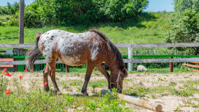Mazurskie Mini Zoo w Kąpie - zdjęcie 15