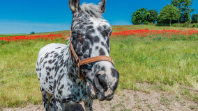 Mazurskie Mini Zoo w Kąpie - zdjęcie 14