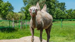 Mazurskie Mini Zoo w Kąpie - zdjęcie 13