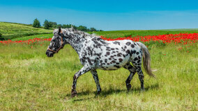 Mazurskie Mini Zoo w Kąpie - zdjęcie 12