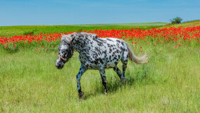 Mazurskie Mini Zoo w Kąpie - zdjęcie 11