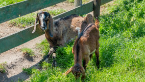 Mazurskie Mini Zoo w Kąpie - zdjęcie 10