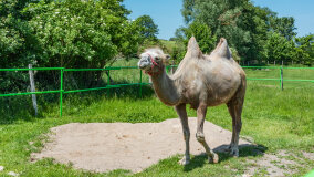 Mazurskie Mini Zoo w Kąpie - zdjęcie 9