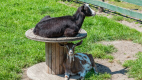 Mazurskie Mini Zoo w Kąpie - zdjęcie 8