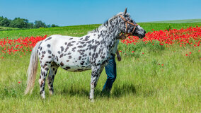 Mazurskie Mini Zoo w Kąpie - zdjęcie 7