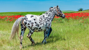 Mazurskie Mini Zoo w Kąpie - zdjęcie 6