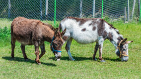 Mazurskie Mini Zoo w Kąpie - zdjęcie 5