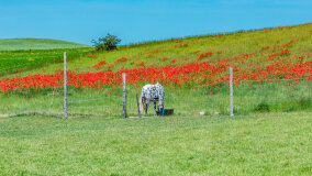 Mazurskie Mini Zoo w Kąpie - zdjęcie 4