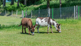 Mazurskie Mini Zoo w Kąpie - zdjęcie 3