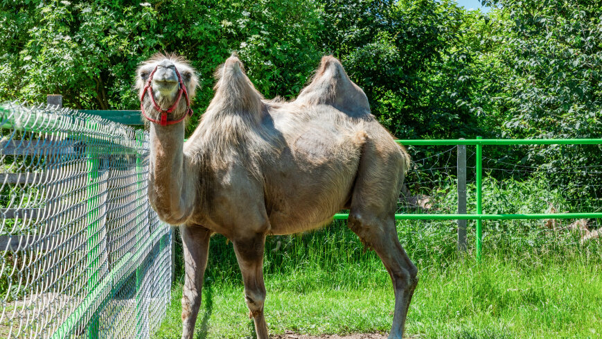 Mazurskie Mini Zoo w Kąpie - zdjęcie 1