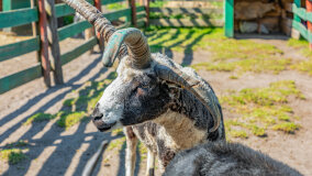 Mazurskie Mini Zoo w Kąpie