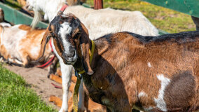 Mazurskie Mini Zoo w Kąpie