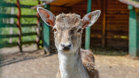 Mazurskie Mini Zoo w Kąpie