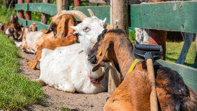 Mazurskie Mini Zoo w Kąpie