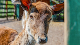 Mazurskie Mini Zoo w Kąpie