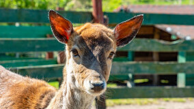 Mazurskie Mini Zoo w Kąpie