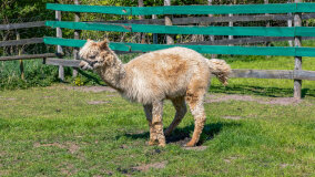 Mazurskie Mini Zoo w Kąpie