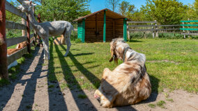 Mazurskie Mini Zoo w Kąpie