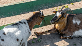 Mazurskie Mini Zoo w Kąpie