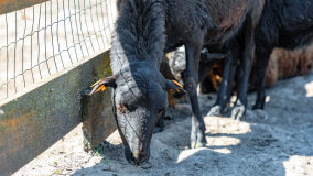 Mazurskie Mini Zoo w Kąpie