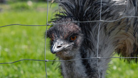 Mazurskie Mini Zoo w Kąpie