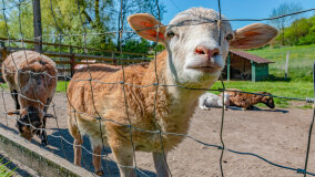 Mazurskie Mini Zoo w Kąpie