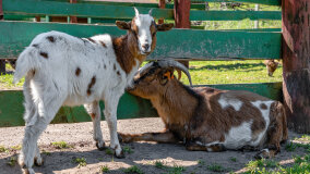 Mazurskie Mini Zoo w Kąpie