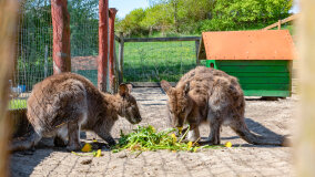 Mazurskie Mini Zoo w Kąpie