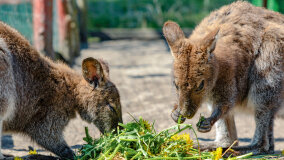 Mazurskie Mini Zoo w Kąpie