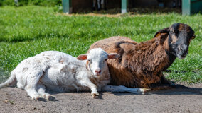 Mazurskie Mini Zoo w Kąpie