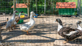 Mazurskie Mini Zoo w Kąpie