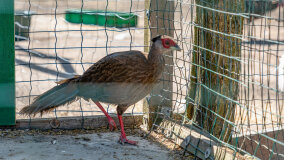 Mazurskie Mini Zoo w Kąpie