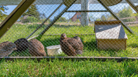 Mazurskie Mini Zoo w Kąpie