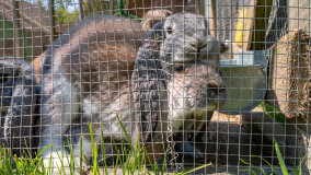 Mazurskie Mini Zoo w Kąpie