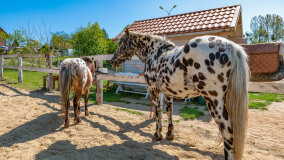 Mazurskie Mini Zoo w Kąpie