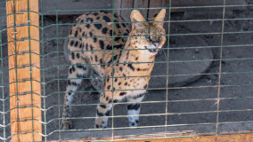 Mazurskie Mini Zoo w Kąpie