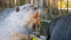 Mazurskie Mini Zoo w Kąpie